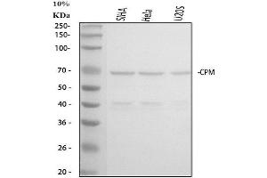 anti-Carboxypeptidase M (CPM) (AA 286-316), (C-Term) antibody