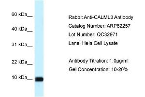 Western Blotting (WB) image for anti-Calmodulin Like Protein 3 (CALML3) (Middle Region) antibody (ABIN2789084) (CALML3 Antikörper  (Middle Region))