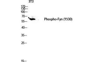 Western Blot (WB) analysis of 3T3 lysis using Phospho-Fyn (Y530) antibody.
