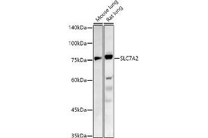Western blot analysis of extracts of various cell lines, using SLC7 antibody (ABIN7270481) at 1:1000 dilution. (SLC7A2 Antikörper  (C-Term))