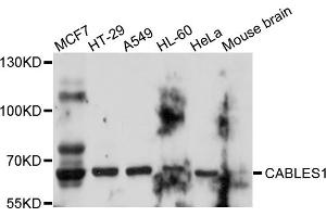 Western blot analysis of extracts of various cell lines, using CABLES1 antibody (ABIN5997340) at 1/1000 dilution.