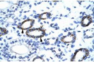 Immunohistochemical staining (Formalin-fixed paraffin-embedded sections) of human kidney with GTF2F2 polyclonal antibody  at 4-8 ug/mL working concentration. (GTF2F2 Antikörper  (C-Term))