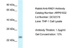 Western Blotting (WB) image for anti-rho Family GTPase 1 (RND1) (C-Term) antibody (ABIN2788855) (RND1 Antikörper  (C-Term))