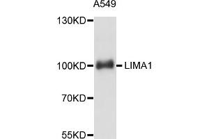 Western blot analysis of extracts of A-549 cells, using LIMA1 antibody (ABIN5998140) at 1:3000 dilution. (LIMA1 Antikörper)