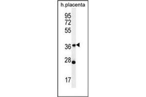 Western blot analysis of OR4L1 Antibody (C-term) in human placenta tissue lysates (35ug/lane). (OR4L1 Antikörper  (C-Term))