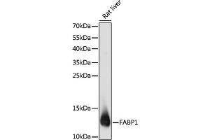 Western blot analysis of extracts of rat liver, using F antibody (ABIN6131636, ABIN6140414, ABIN6140415 and ABIN6220935) at 1:1000 dilution. (FABP1 Antikörper  (AA 1-127))