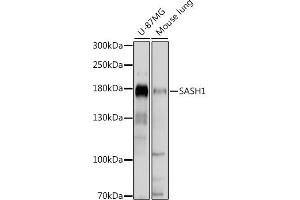 Western blot analysis of extracts of various cell lines, using S antibody (ABIN7270141) at 1:1000 dilution. (SASH1 Antikörper  (AA 1-300))