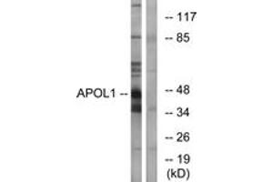 Western blot analysis of extracts from A549 cells, using APOL1 Antibody.