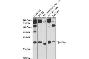 Western blot analysis of extracts of various cell lines, using ITPA antibody (ABIN3021764, ABIN3021765, ABIN1513112 and ABIN6215809) at 1:3000 dilution.