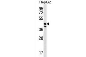 Western Blotting (WB) image for anti-Protein O-Fucosyltransferase 1 (POFUT1) antibody (ABIN2996926) (POFUT1 Antikörper)