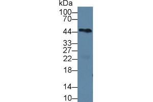 Detection of PCOLCE in Mouse Heart lysate using Polyclonal Antibody to Procollagen C-Endopeptidase Enhancer (PCOLCE) (PCOLCE Antikörper  (AA 38-449))