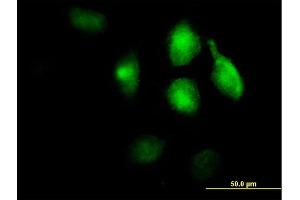 Immunofluorescence of purified MaxPab antibody to LRP1 on HeLa cell. (LRP1 Antikörper  (AA 1-292))
