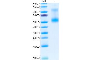 Human LIGHT Trimer on Tris-Bis PAGE under reduced condition. (TNFSF14 Protein (Trimer) (His-DYKDDDDK Tag))