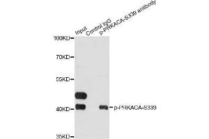 Immunoprecipitation analysis of 200 μg extracts of HeLa cells treated by EGF using 2. (PRKACA Antikörper  (pSer339))