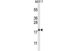 Western blot analysis of AGR3 Antibody (C-term) in MCF-7 cell line lysates (35µg/lane). (AGR3 Antikörper  (C-Term))