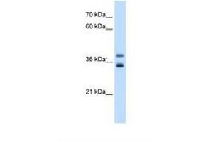 GDE1 Antikörper  (AA 42-91)