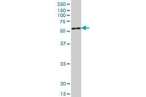 QRSL1 MaxPab polyclonal antibody. (QRSL1 Antikörper  (AA 1-528))