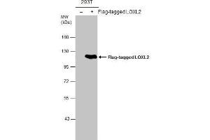 WB Image Non-transfected (–) and transfected (+) 293T whole cell extracts (30 μg) were separated by 7. (LOXL2 Antikörper)