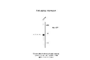 Western Blot of Anti-Alpha Internexin (chicken) Antibody - 200-901-D04 Western Blot of Anti-Alpha Internexin (chicken) Antibody. (INA Antikörper)