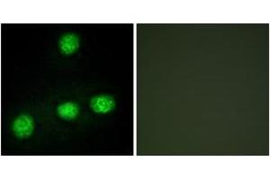 Immunofluorescence (IF) image for anti-CDC like Kinase 1 (CLK1) (AA 101-150) antibody (ABIN2889492) (CLK1 Antikörper  (AA 101-150))
