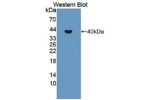 Western blot analysis of the recombinant protein. (MMP10 Antikörper  (AA 154-472))