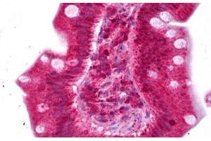 Anti-ENPP2 / Autotaxin antibody IHC staining of human small intestine. (ENPP2 Antikörper)
