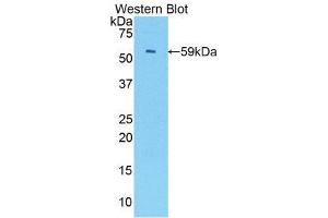 Western Blotting (WB) image for anti-Interferon Regulatory Factor 1 (IRF1) (AA 44-319) antibody (ABIN3206427) (IRF1 Antikörper  (AA 44-319))