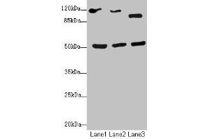 Western blot All lanes: NFIL3antibody at 2. (NFIL3 Antikörper  (AA 133-462))