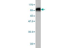 Western Blot detection against Immunogen (76. (MKNK1 Antikörper  (AA 1-465))