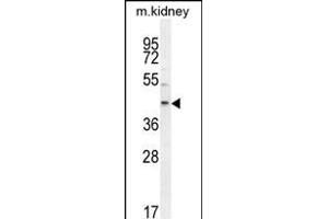 E2F2 Antibody (Center) (ABIN654438 and ABIN2844173) western blot analysis in mouse kidney tissue lysates (35 μg/lane). (E2F2 Antikörper  (AA 258-286))
