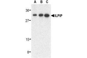 Western blot analysis of ILPIP in human heart lysate with AP30432PU-N ILPIP antibody at 0. (STRADB Antikörper  (C-Term))