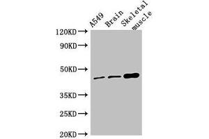 Western Blot Positive WB detected in: A549 whole cell lysate, Mouse brain tissue, Mouse skeletal muscle tissue All lanes: TMEM43 antibody at 4 μg/mL Secondary Goat polyclonal to rabbit IgG at 1/50000 dilution Predicted band size: 45 kDa Observed band size: 45 kDa (TMEM43 Antikörper  (AA 178-312))
