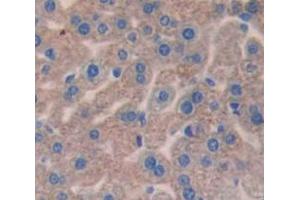 IHC-P analysis of Mouse Tissue, with DAB staining. (C4B Antikörper  (AA 678-753))