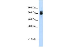 WB Suggested Anti-NRF1 Antibody Titration:  1.