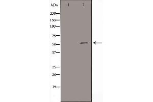 ALDH3B1 Antikörper  (N-Term)