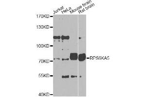 Western blot analysis of extracts of various cell lines, using RPS6KA5 Antibody (ABIN1876900) at 1:1000 dilution. (MSK1 Antikörper)