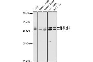 Western blot analysis of extracts of various cell lines, using PRPS antibody (ABIN7269365) at 1:1000 dilution. (PRPSAP2 Antikörper  (AA 1-90))