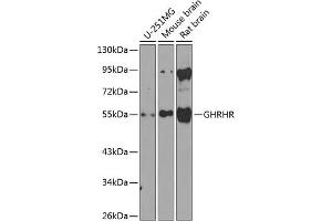 Western blot analysis of extracts of various cell lines, using GHRHR antibody (ABIN6127953, ABIN6141077, ABIN6141078 and ABIN6224478) at 1:1000 dilution. (GHRHR Antikörper  (AA 1-130))