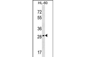 CGREF1 Antibody (C-term) (ABIN1536970 and ABIN2849467) western blot analysis in HL-60 cell line lysates (35 μg/lane). (CGREF1 Antikörper  (C-Term))