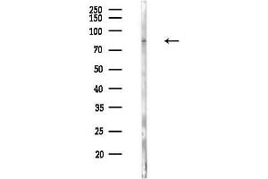 anti-Integrin beta 7 (ITGB7) (Internal Region) antibody