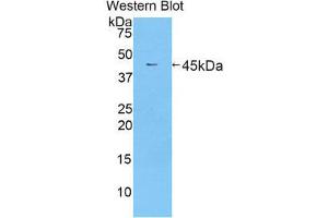 Western Blotting (WB) image for anti-Lactotransferrin (LTF) (AA 550-707) antibody (ABIN1859720)