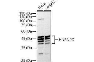 Western blot analysis of extracts of various cell lines, using HNRNPD antibody (ABIN7267632) at 1:1000 dilution. (HNRNPD/AUF1 Antikörper  (AA 1-306))