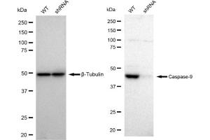 Western blotting analysis using Caspase-9 antibody (ABIN7797913).