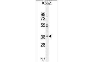 Western blot analysis in K562 cell line lysates (35ug/lane). (OR2M3 Antikörper  (C-Term))