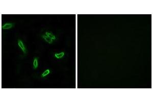 Immunofluorescence (IF) image for anti-Solute Carrier Family 27 (Fatty Acid Transporter), Member 5 (SLC27A5) (Internal Region) antibody (ABIN1850922) (SLC27A5 Antikörper  (Internal Region))
