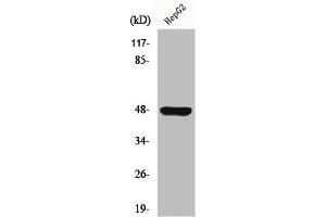 Western Blot analysis of HuvEc cells using GPR19 Polyclonal Antibody