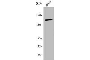 Western Blot analysis of HT29 cells using USP42 Polyclonal Antibody (USP42 Antikörper  (Internal Region))
