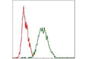 Flow cytometric analysis of Hela cells using RAF1 mouse mAb (green) and negative control (red). (RAF1 Antikörper)