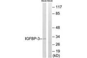 Western blot analysis of extracts from RAW246.