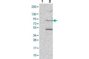 Western blot analysis of Lane 1: Negative control (vector only transfected HEK293T lysate). (PATL1 Antikörper)
